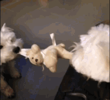 Dogs Playing Animals GIF