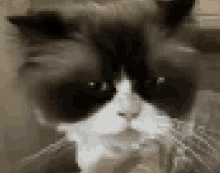 Cat GIF - Cat GIFs