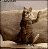 a cat is sitting on its hind legs on a couch and waving its paw .