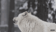 Howling Wolf GIF - Howling Wolf White Wolf GIFs