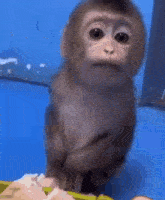 милая обезьянка GIF - милая обезьянка GIFs