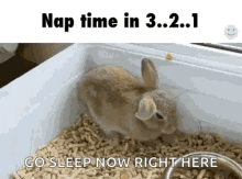 Nap Time Bunny GIF - Nap Time Bunny Sleepy GIFs