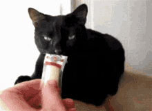 Stinks Cheese GIF - Stinks Cheese Cats GIFs