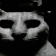 Shadow Cat Very Sad GIF - Shadow Cat Very Sad GIFs