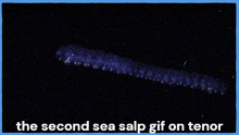 the second sea salp gif is on tenor