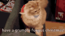 Grumple Fungus Christmas GIF
