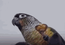Skittles Bird GIF - Skittles Bird GIFs