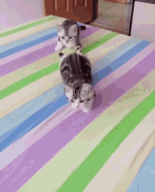 Cats Sneaky GIF