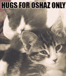 Hugsforoshazonly GIF - Hugsforoshazonly Oshaz GIFs