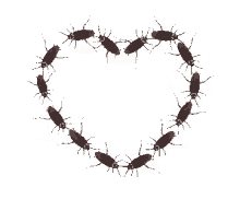 Hearts Formation Cockroach GIF - Hearts Formation Cockroach GIFs