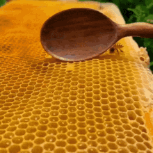 honey spoon bees yumm wax