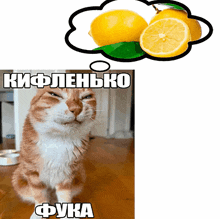 a cat with a speech bubble that says kiflenhko