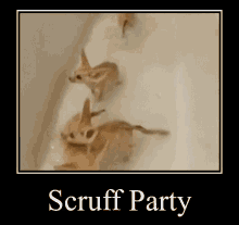 Scruff Scruff My Beloved GIF - Scruff Scruff My Beloved Scruff Fox GIFs