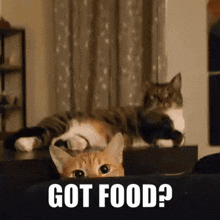 Got Food Cat Food GIF - Got Food Cat Food Feed Me GIFs