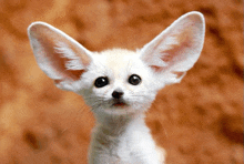 a close up of a white animal with big ears looking at the camera