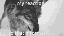 My Reaction To That Information Wolf GIF