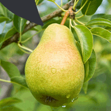 Pear Pearsaidthat GIF