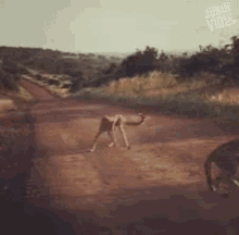 playing ball cheetahs africa wildlife sports
