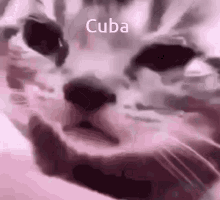 Cuba Cuba Cat GIF - Cuba Cuba Cat Cry Cat GIFs