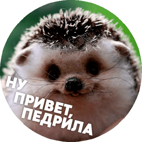 Hedgehog Hello Sticker - Hedgehog Hello Foul Language Stickers