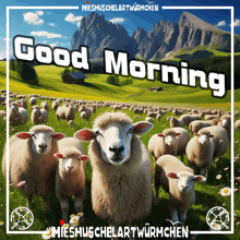 a bunch of sheep standing in a field with the words good morning on it