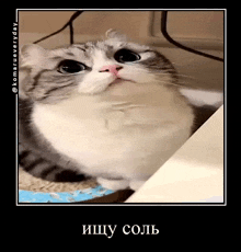 a picture of a cat with a caption that says ищу соль