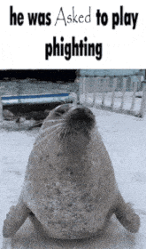 a seal in the snow with the words he was asked to play phighting on the bottom