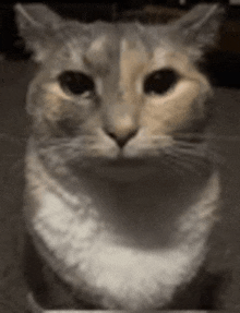 a close up of a cat 's face with a blurred background .