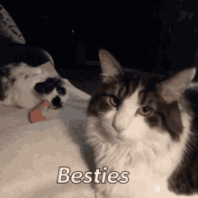 Cat Besties GIF - Cat Besties Rabbit GIFs