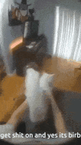 Cat Funny GIF - Cat Funny Rude GIFs