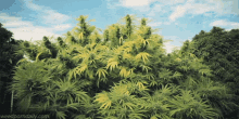 Weed Bud GIF - Weed Bud Plant GIFs