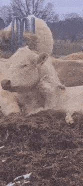 a cow and a calf are laying in the dirt