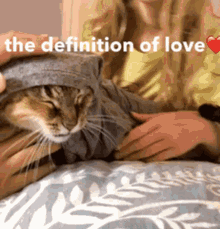 Cat Love GIF - Cat Love Definitionoflove GIFs