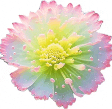 Flower White N Yellow N Pink Flower GIF