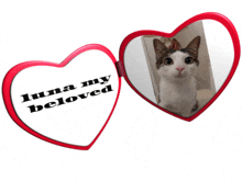 Luna Crunchy Cat Heart Locket GIF - Luna Crunchy Cat Luna Cat GIFs