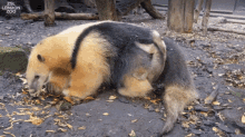 a bear is laying in the dirt with the words zsl london zoo on the bottom right