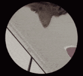 a close up of a cat 's head in a circle with the letters a and e visible