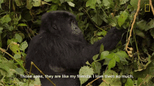 Those Apes Are Like My Friends I Love Them So Much Nat Geo Gorilla Defenders On The Front Lines Of Illegal Wildlife Trafficking GIF - Those Apes Are Like My Friends I Love Them So Much Nat Geo Gorilla Defenders On The Front Lines Of Illegal Wildlife Trafficking World Gorilla Day GIFs