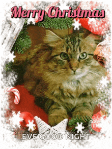 Merry Christmas Cute Cat GIF - Merry Christmas Cute Cat Christmas Cat GIFs