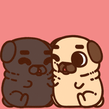 two pugs are kissing each other on the cheek
