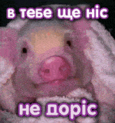 a picture of a pig with a caption that says " he dopic "