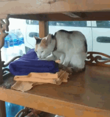 Cat Eating GIF - Cat Eating Relax GIFs