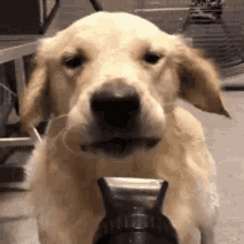 Blower Dog GIF - Blower Dog GIFs