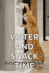 a cat drinking water from a water dispenser