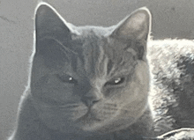 Bashota Angry Kitten GIF - Bashota Angry Kitten Angry Cat GIFs