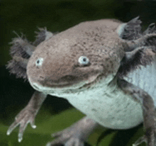 a close up of an axolotl looking at the camera with a green background .