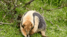 a brown and black anteater is standing in the grass