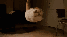 Cat Funny GIF - Cat Funny Fly GIFs