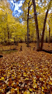 Fall Colors In The Forest GIF