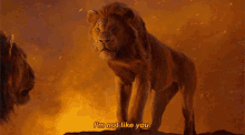 The Lion King Simba GIF - The Lion King Simba Im Not Like You GIFs